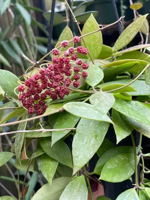 Hoya Memoria Hoya Gracilis - Etsy