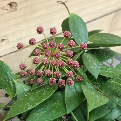 Hoya Gracilis, Starter Plug - Etsy