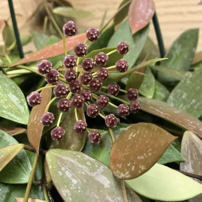 Hoya Gracilis, 2\" Plant — The Plant Farm®