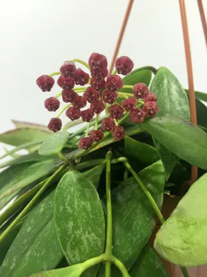 Hoya Gracilis For Sale | New Price 2023 - Shop Now!