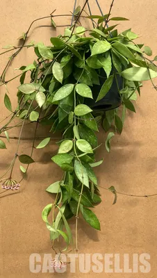 Hoya Gracilis: Rare Find with White Speckled Leaves – Ed's Plant Shop