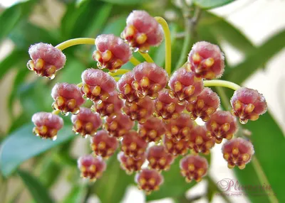 Hoya gracilis | Hoya plants, Flowers, Flora