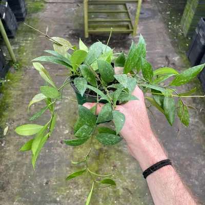 Hoya gracilis (14cm hangpot/60cm length) | grow urban. Edinburgh