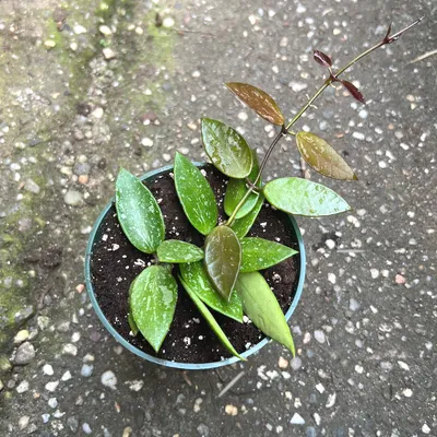 Hoya Gracilis Hoya Memoria, Three Beautiful Earth-rooted Cuttings - Etsy  Israel