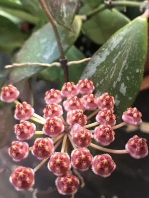 Hoya gracilis aka Hoya memoria