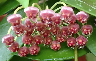 hoya gracilis — Florist's Plantica