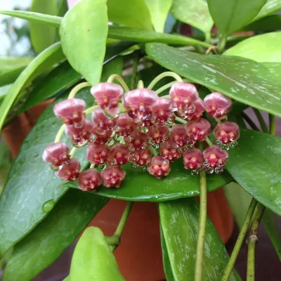 HOYA GRACILIS \"HOYA MEMORIA\" Information and Growing Tips! - YouTube