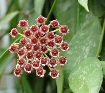 Хойя изящная (Hoya gracilis) черенок Каталог орхидей - фаленопсисов,  каттлей, ванд, дендробиумов со всего мира от интернет магазина Ангелок