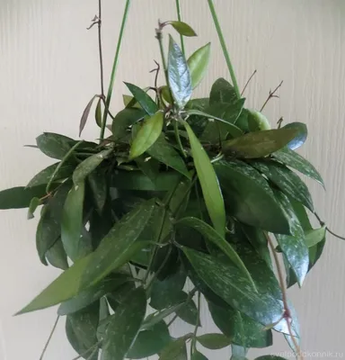 Hoya Gracilis Hoya Memoria, Three Beautiful Earth-rooted Cuttings - Etsy  Norway