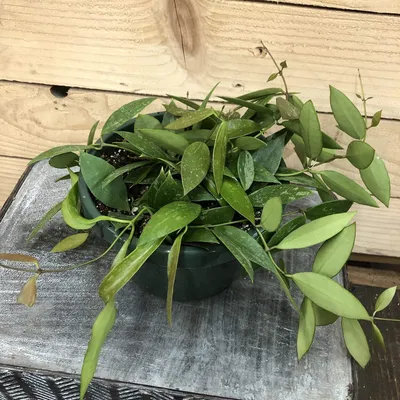 Hoya gracilis, Wax Flower in GardenTags plant encyclopedia