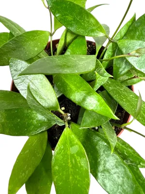 Hoya Gracilis – Leaf Stork