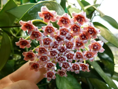 Hoya gracilis