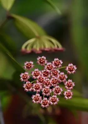 Hoya Gracilis: Rare Find with White Speckled Leaves – Ed's Plant Shop