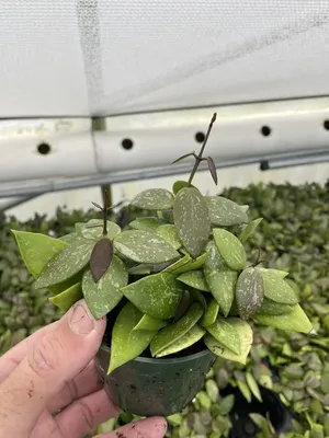 4\" Hoya gracilis (Hoya memoria) – Canopy Plant Co.