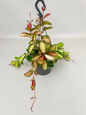 Hoya Australis Lisa Rare Plant 6Inches Wax Vine Plant Houseplant Premi –  NNplant