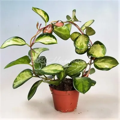 Extremly Rare Lisa Wax Plant - Hoya australis 'Lisa' -4\" Pot-Collector's  Series - Walmart.com
