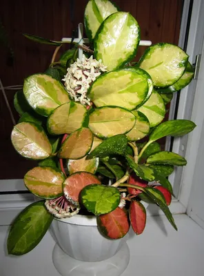 Hoya australis ``Lisa´´ variegata | Orchidhouse Asia