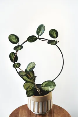 Buy Hoya Australis Lisa - Delightful Wax Plant with Fragrant Flowers