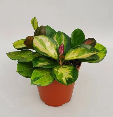 4\" Hoya Australis Lisa – Perrico Plant Co