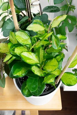 6\" Hoya Lisa (variegated australis) – Canopy Plant Co.