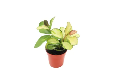 Rare Hoya Australis Lisa | Best Houseplant | Houseplant Decor - Succulents  Box
