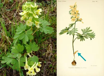 Растение Хохлатка в фотографиях и картинках