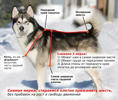 MoxiShield Капли противопаразитарные на холку для собак от 10 до 25 кг -  ZooAlliance.ua