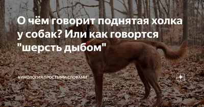 Elanco Адвантейдж капли на холку от блох для собак весом от 4 до 10 кг - 4  пипетки | Купить в Москве