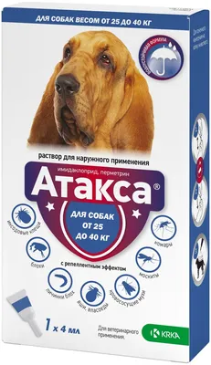 Большие породы собак – топ-15 крупных пород с фото – ProPlan.ru