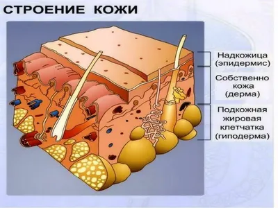 Как ухаживать за кожей рук в холодное время - Интернет магазин  профессиональной косметики Хороший