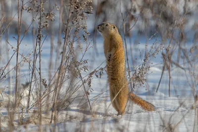 картинки : зима, Rabbits and Hares, заяц, Домашний кролик, Зайчик на  снегоступах, небо, Бакенбарды, Замораживание 2896x4344 - sukurturgut -  1602295 - красивые картинки - PxHere