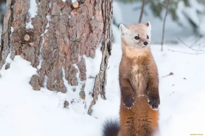 Ласка Mustela Stoat Shorttailed Erminea зимой Германии Стоковое Фото -  изображение насчитывающей игра, краткость: 186145454