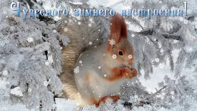 Видео хорошего дня зимнего｜Поиск в TikTok