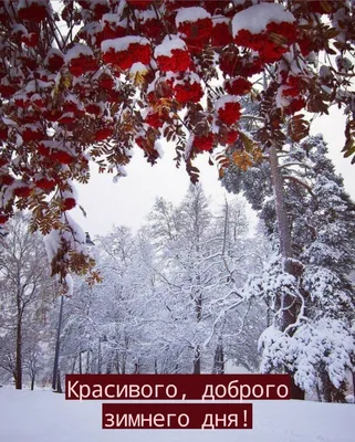 Хорошего зимнего дня - новые красивые открытки (53 ФОТО)