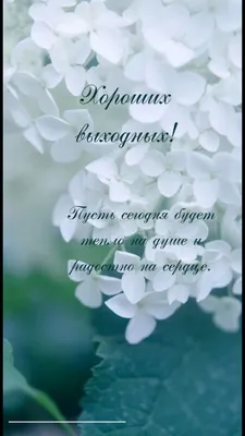 Всем хороших выходных. До Нового …» — создано в Шедевруме
