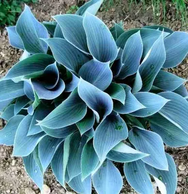 Hornbaker Gardens, Inc. - Hosta Blue Cadet medium