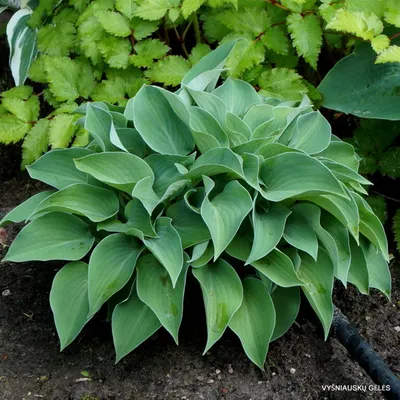 Blue Cadet Hostas | Garden design, Colorful garden, Beautiful yards