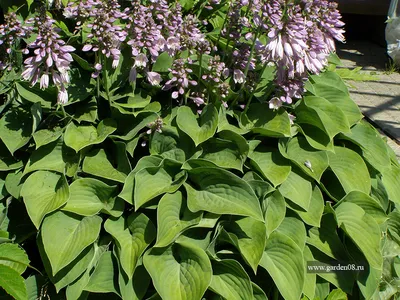 Hosta 'Blue Cadet' - Bloemenhuis