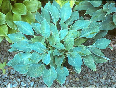Хоста Блю Кадет. Hosta Blue Cadet | Plants, Herbs, Garden
