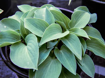 Hosta 'Blue Cadet' 1 yr old from division - Gardening in the Shade