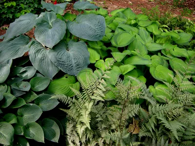 Bild Funkie (Hosta Halcyon) - 635054 - Bilder von Pflanzen und Gärten -  botanikfoto