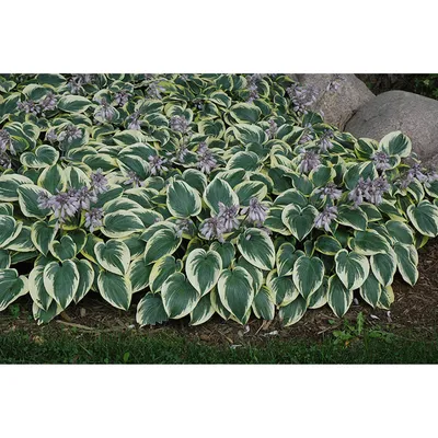 Hosta 'First Frost' | Kennedy's Country Gardens | Garden Center | Scituate,  MA
