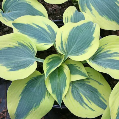 FIRST FROST HOSTA – Hinsdale Nurseries – Welcome to Hinsdale Nurseries