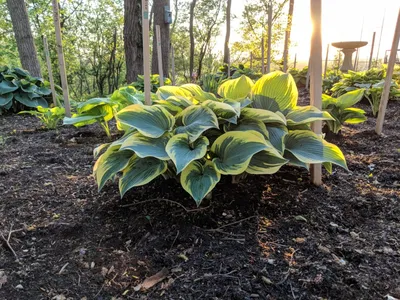 Hosta 'First Frost' Plantain Lily from Sandy's Plants