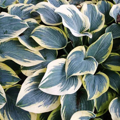First Frost - Hostas on the Bluff
