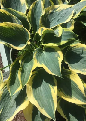 First Frost Hosta - Medium Hosta Plant Slug Resistant – NH Hostas