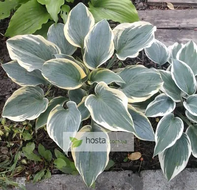 Hosta 'First Frost'