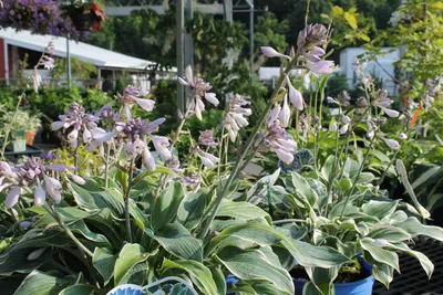 Hosta First Frost #1 - Behmerwald Nursery