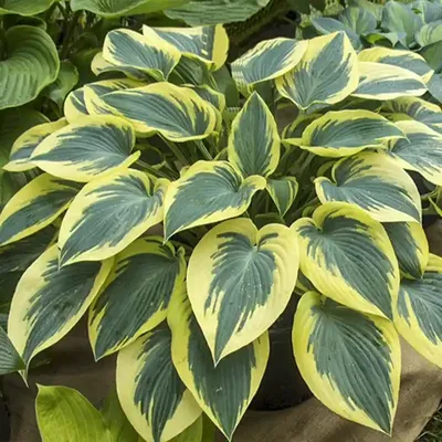 Hosta 'First Frost' – Wilson's Garden Center