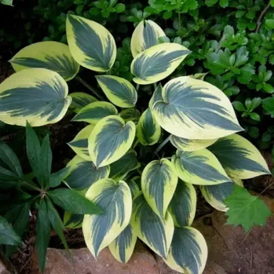 Hosta FIRST FROST Stock Photo - Alamy